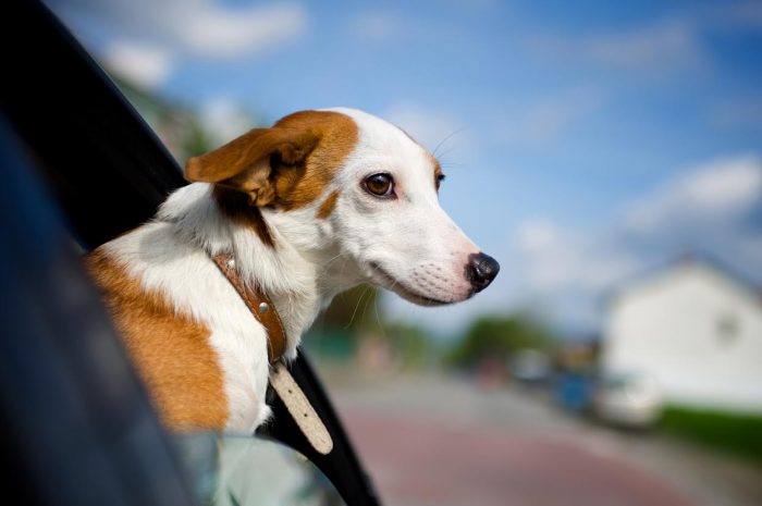Cómo proteger a las mascotas del calor Cómo proteger a las mascotas del calor