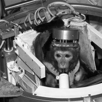 ¿Maltrato animal? Rusia anuncia que enviará un macaco en su próxima expedición a Marte