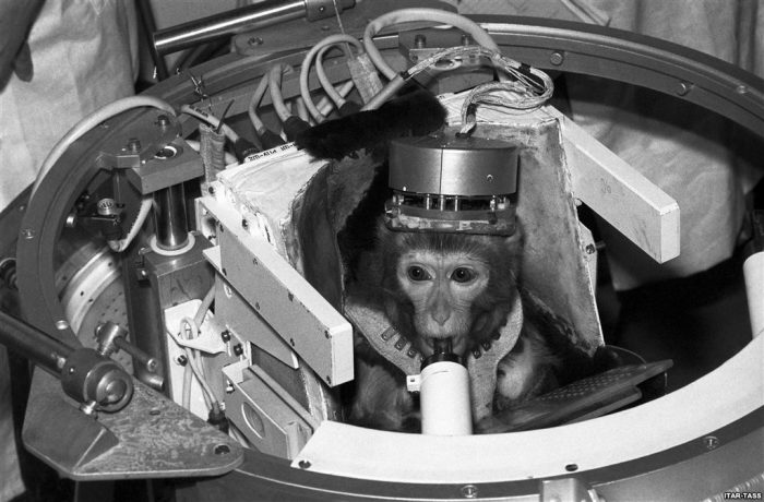 ¿Maltrato animal? Rusia anuncia que enviará un macaco en su próxima expedición a Marte