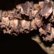 El murciélago vampiro que está dejando de consumir sangre de ave para chupar sangre humana