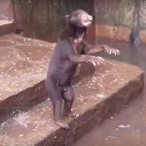 [VIDEO VIDA] Osos desnutridos ruegan por comida en zoológico de Indonesia