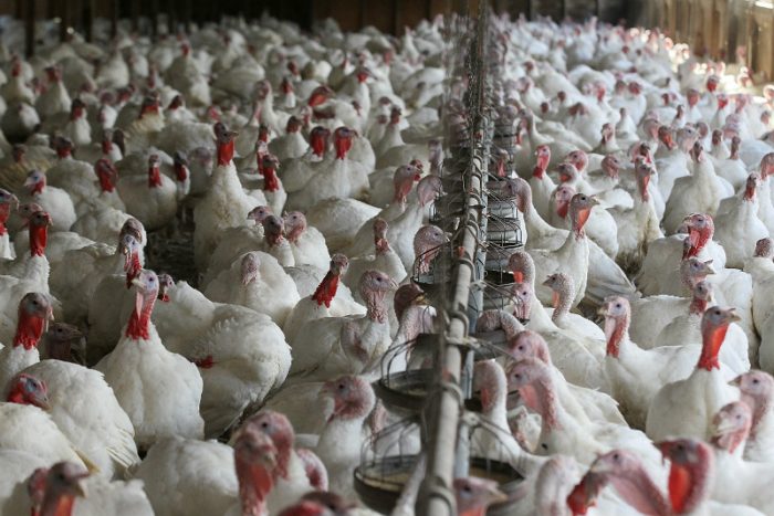 Exportaciones avícolas chilenas en caída libre tras detección de influenza aviar en Nogales Exportaciones avícolas chilenas en caída libre tras detección de influenza aviar en Nogales