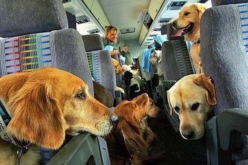 ¿Cabina o bodega? los requisitos para llevar mascotas de vacaciones en aviones, buses y autos