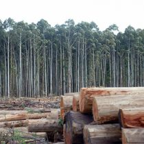 Plantaciones forestales: solo uno de los factores en la tormenta perfecta que incide en los incendios que tienen al país en llamas