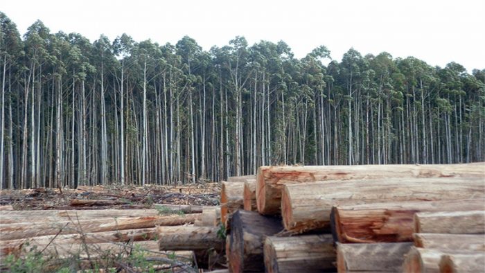 Organizaciones de Ecuador no quieren que su país copie modelo forestal chileno Organizaciones de Ecuador no quieren que su país copie modelo forestal chileno