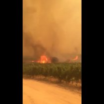 [VIDEO] El desolador registro en redes sociales del incendio forestal que consume a Pumanque