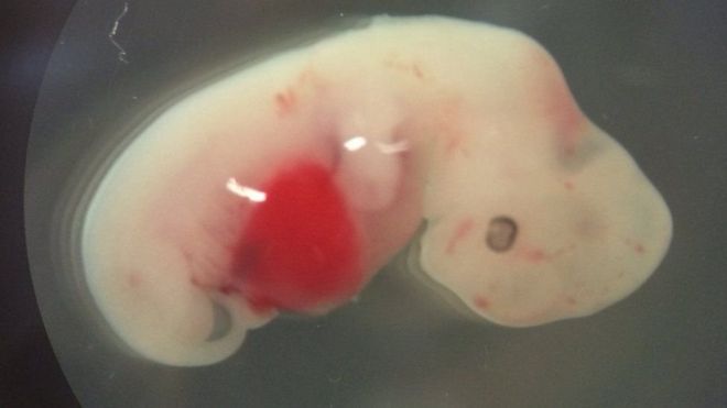 “Quimera”: los controvertidos embriones de cerdo que tienen células humanas