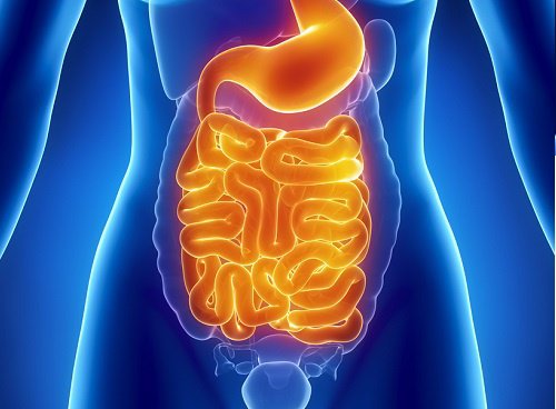 El anuncio de un nuevo órgano en el cuerpo humano abre debate científico El anuncio de un nuevo órgano en el cuerpo humano abre debate científico