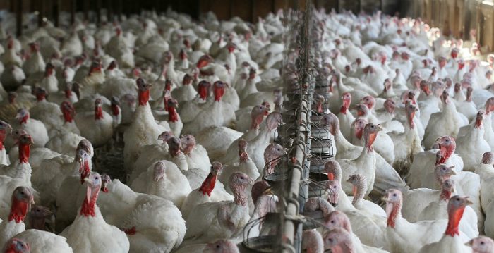 Sopraval detecta influenza aviar en planta procesadora de pavos en la Región de Valparaíso Sopraval detecta influenza aviar en planta procesadora de pavos en la Región de Valparaíso