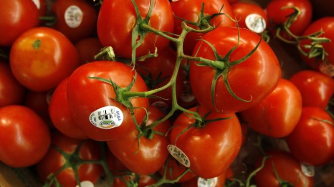 ¿Por qué los tomates de ahora no tienen gusto a nada? ¿Por qué los tomates de ahora no tienen gusto a nada?
