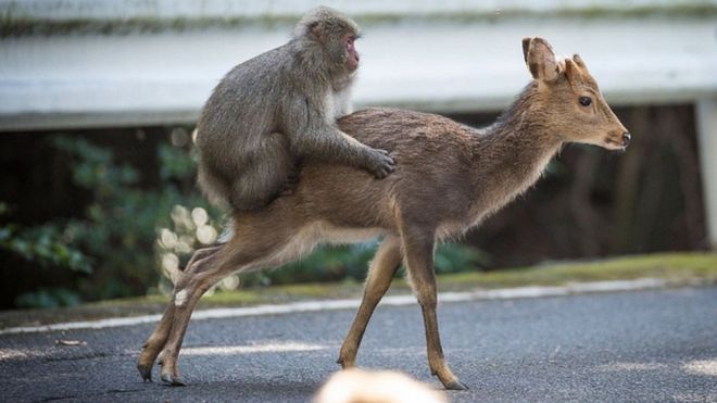 El curioso encuentro sexual entre un macaco japonés y un ciervo El curioso encuentro sexual entre un macaco japonés y un ciervo