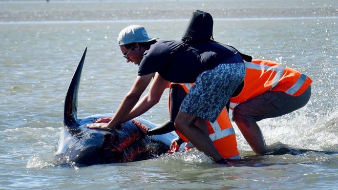 ¿Qué llevó a cientos de ballenas a encontrar la muerte en las costas de Nueva Zelanda?