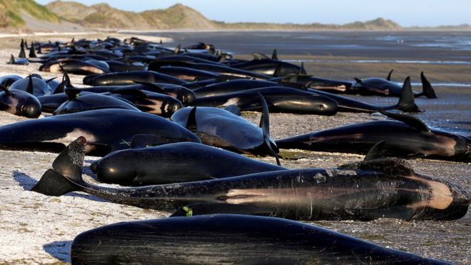 Riesgo de explosión: la monumental tarea de despejar una playa de Nueva Zelanda de cientos de ballenas muertas Riesgo de explosión: la monumental tarea de despejar una playa de Nueva Zelanda de cientos de ballenas muertas