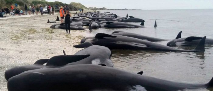 [VIDEO] Encuentran unas 300 ballenas muertas en Nueva Zelanda