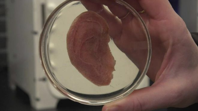 La innovadora forma de hacer crecer tejido humano en manzanas: ¿una revolución en medicina regenerativa?