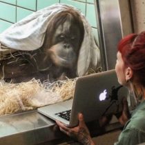Tinder para orangutanes, la herramienta experimental para aumentar el apareamiento en cautiverio