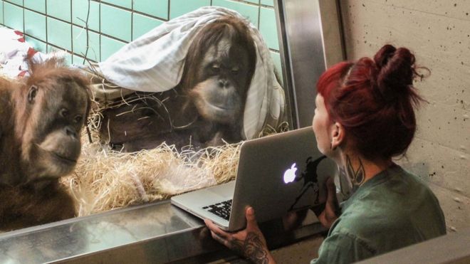 Tinder para orangutanes, la herramienta experimental para aumentar el apareamiento en cautiverio Tinder para orangutanes, la herramienta experimental para aumentar el apareamiento en cautiverio