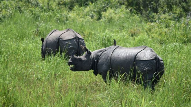 El parque natural donde es legal matar cazadores furtivos para proteger a los rinocerontes