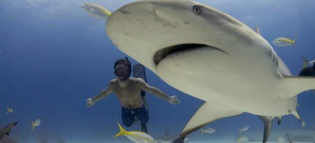 Rob Stewart, el joven ecologista que “amaba” los tiburones