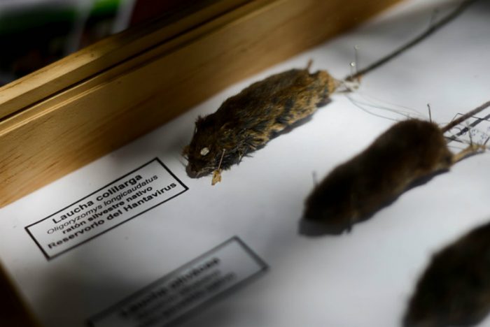 Minsal confirma alza en casos de virus Hanta: 24 contagiados y seis fallecidos en lo que va del año Minsal confirma alza en casos de virus Hanta: 24 contagiados y seis fallecidos en lo que va del año