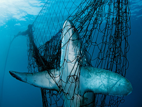 Pesca mundial: nuevas tecnologías son una amenaza mayor que el cambio climático