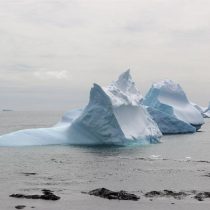 Cabo Shirreff, un oasis para la fauna antártica que cautiva a los científicos