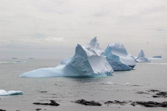 Cabo Shirreff, un oasis para la fauna antártica que cautiva a los científicos
