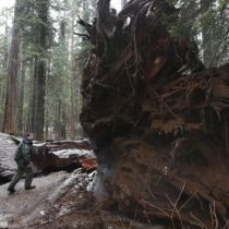 Cómo los árboles muertos se han convertido en un negocio millonario en California