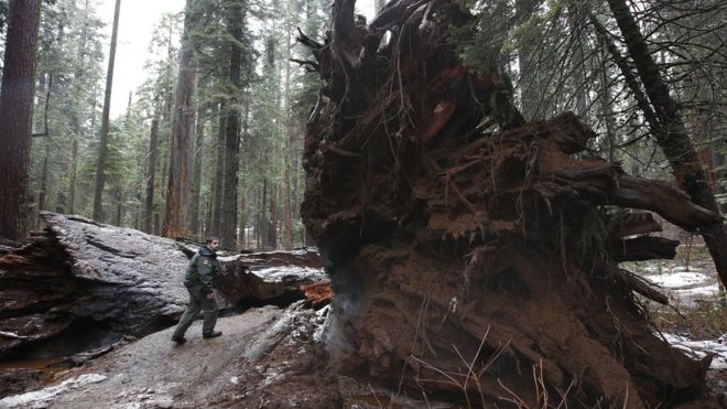 Cómo los árboles muertos se han convertido en un negocio millonario en California Cómo los árboles muertos se han convertido en un negocio millonario en California