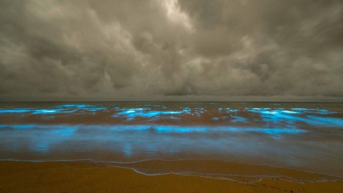 El espectacular resplandor del mar que tiene fascinados a los fotógrafos en Australia