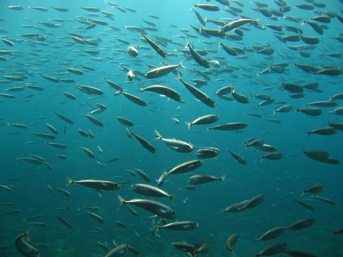 Chefs y científicos crean aplicación con recetas que contienen especies marinas no sobreexplotadas Chefs y científicos crean aplicación con recetas que contienen especies marinas no sobreexplotadas