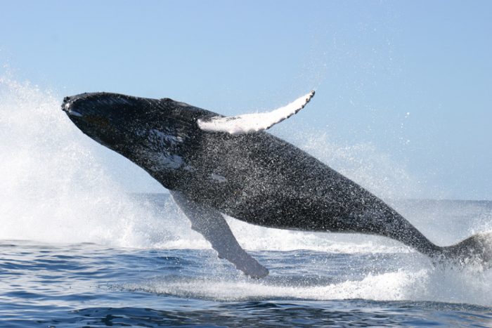 El avistamiento recreativo de las ballenas podría ayudar a su preservación
