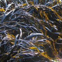 La extracción de algas en Chile es más rentable que la pesca artesanal