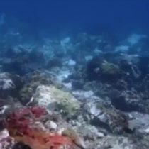[VIDEO] Cómo quedó uno de los arrecifes de coral más bellos del mundo tras el paso destructor de un crucero británico en Indonesia