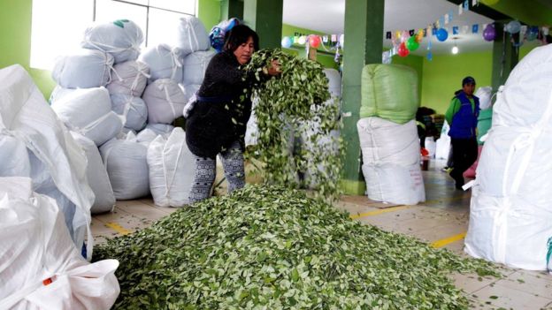 Evo Morales firma polémica ley que duplica el área legal de cultivo de coca en Bolivia Evo Morales firma polémica ley que duplica el área legal de cultivo de coca en Bolivia