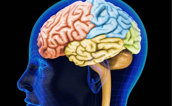 Con animales envejecidos probarán eficacia de terapias contra el Alzheimer Con animales envejecidos probarán eficacia de terapias contra el Alzheimer