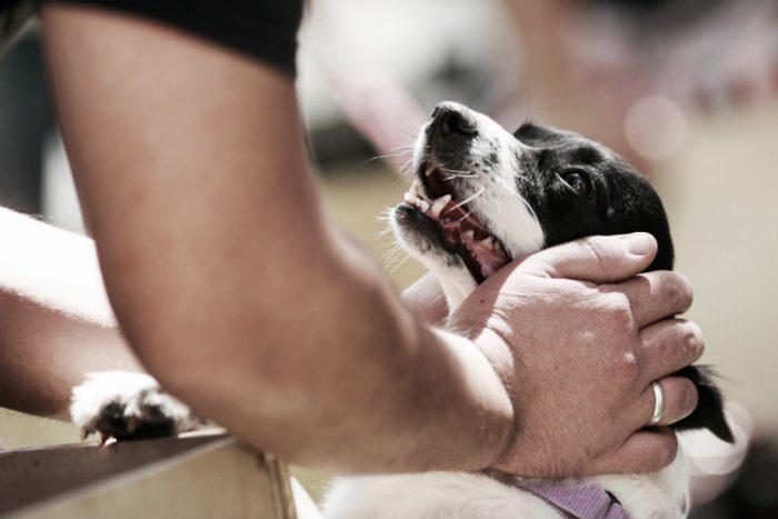 Nuevo caso de maltrato animal: mientras el proyecto es tramitado, un perro en Puerto Montt es asfixiado