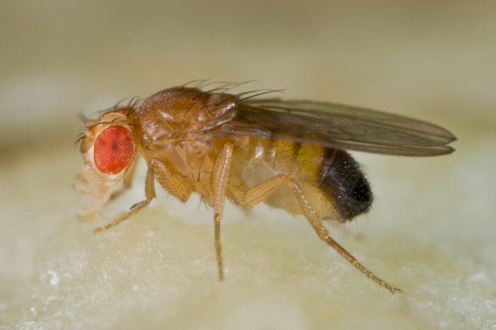 Identifican en la mosca del vinagre genes que podrían ayudar a combatir la Esclerosis Lateral Amiotrófica