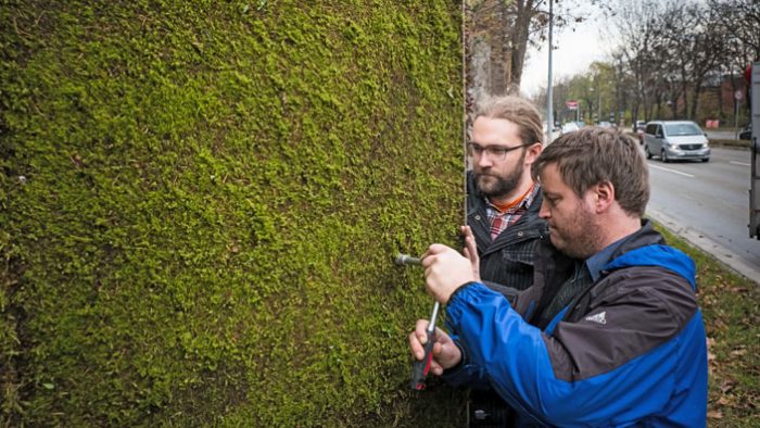 Montan pared cubierta de musgo para purificar el aire en Alemania