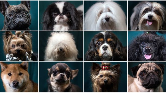 Dálmatas, chihuahuas, galgos… La razón por la que hay tantas razas de perros en el planeta
