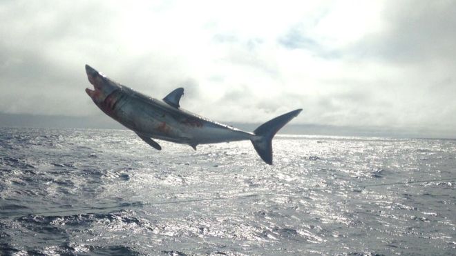 Heridos pero a salvo: liberan a cuatro tiburones atrapados ilegalmente frente a la región de Atacama Heridos pero a salvo: liberan a cuatro tiburones atrapados ilegalmente frente a la región de Atacama
