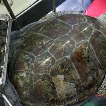 Muere la tortuga a la que sacaron 915 monedas del estómago lanzadas por turistas en Tailandia