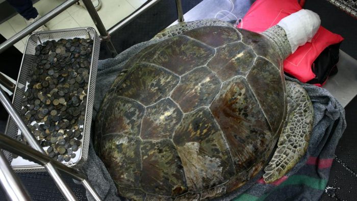 Muere la tortuga a la que sacaron 915 monedas del estómago lanzadas por turistas en Tailandia