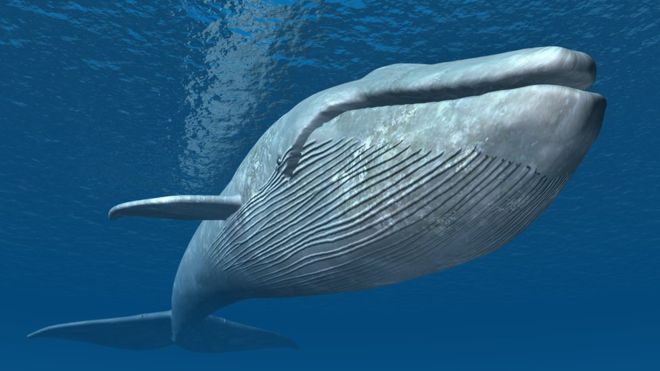 Cómo la ballena azul llegó a convertirse en el animal más grande de la historia (y como le ayudó un mar vacío)