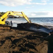 Armada entierra ballena de 10 toneladas que varó en la bahía de Lota