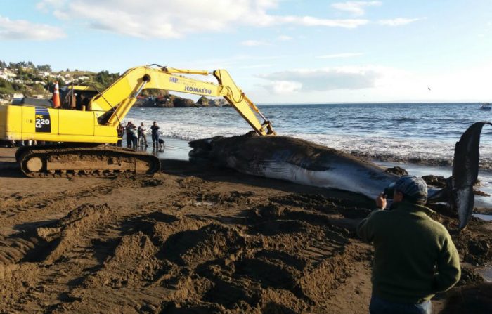Armada entierra ballena de 10 toneladas que varó en la bahía de Lota Armada entierra ballena de 10 toneladas que varó en la bahía de Lota