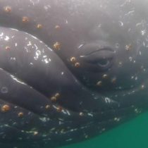 [VIDEO VIDA] Las espectaculares e inéditas imágenes de la vida de las ballenas en la Antártica
