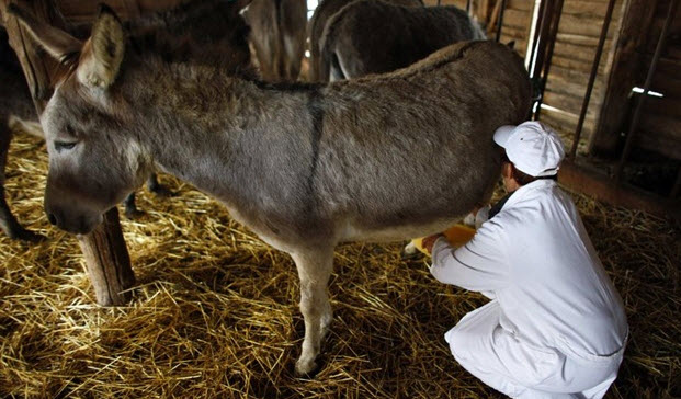Maipú entregará leche de burra y cabra: ¿solución definitiva para los alérgicos?