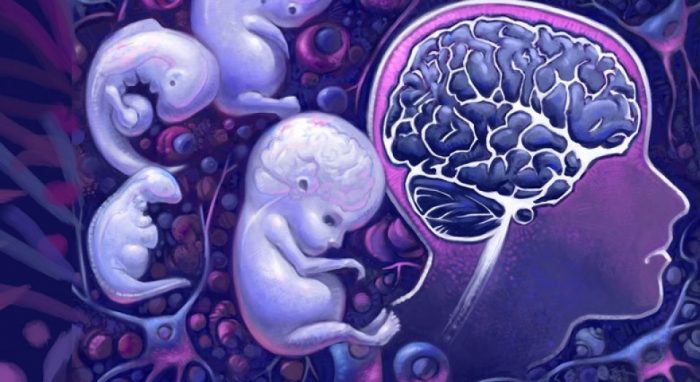 Estrés tóxico: el factor neurocientífico que condiciona las capacidades cognitivas incluso antes de nacer