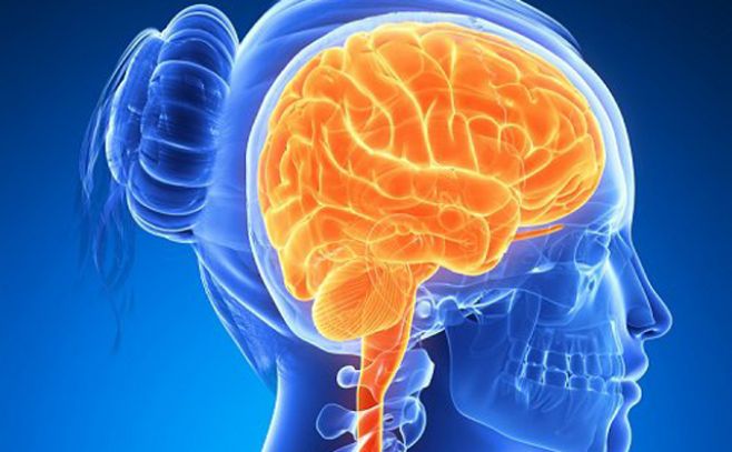 Evidencia científica demuestra que cerebro de la mujer cambia de tamaño durante ciclo menstrual Evidencia científica demuestra que cerebro de la mujer cambia de tamaño durante ciclo menstrual